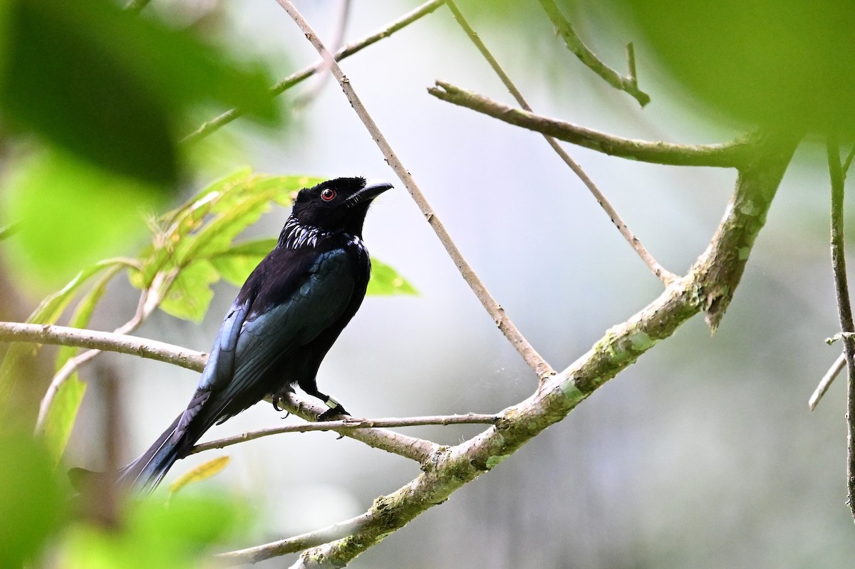 Drongo à crinière - ML618639649