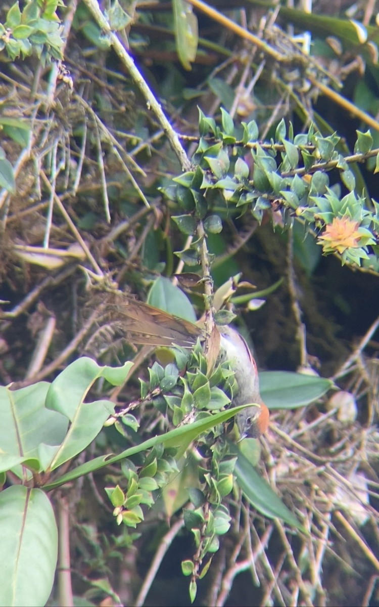 Azara's Spinetail - Juan Fernando Giraldo Lopera