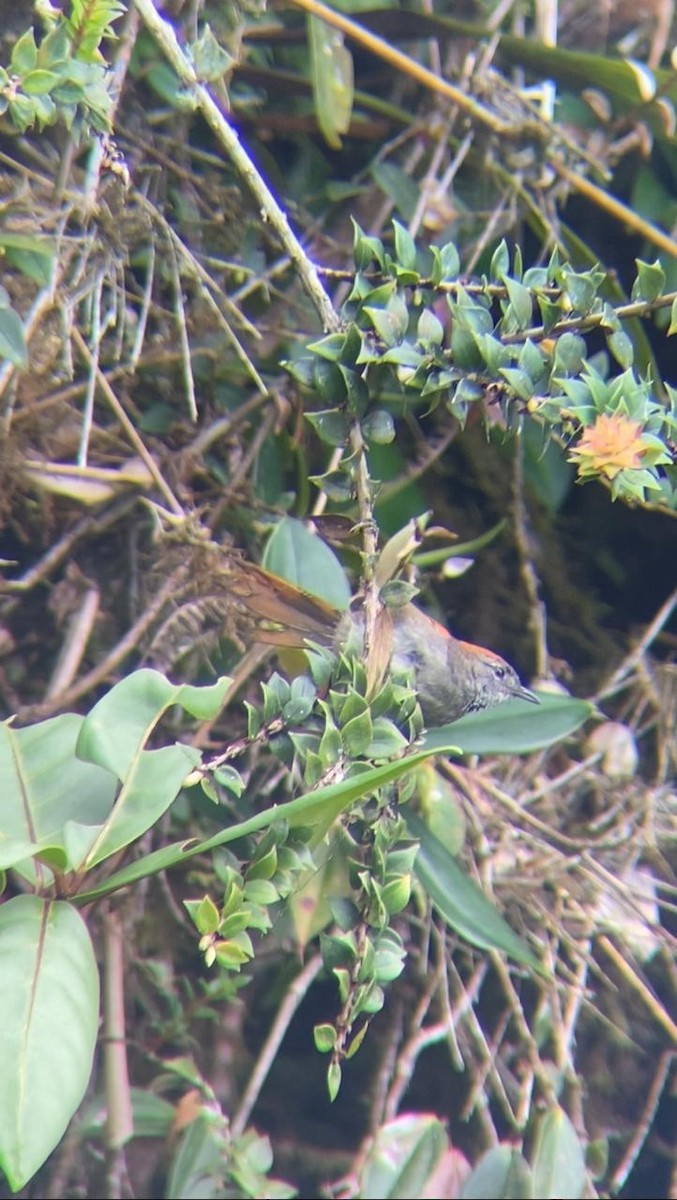 Azara's Spinetail - Juan Fernando Giraldo Lopera