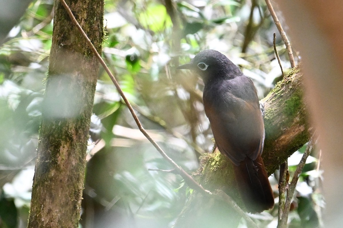 Sunda Laughingthrush - ML618639691