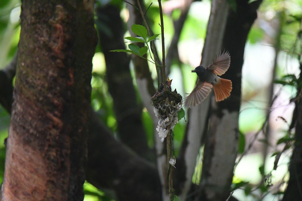 Blyth's Paradise-Flycatcher - Sajee Kongsuwan