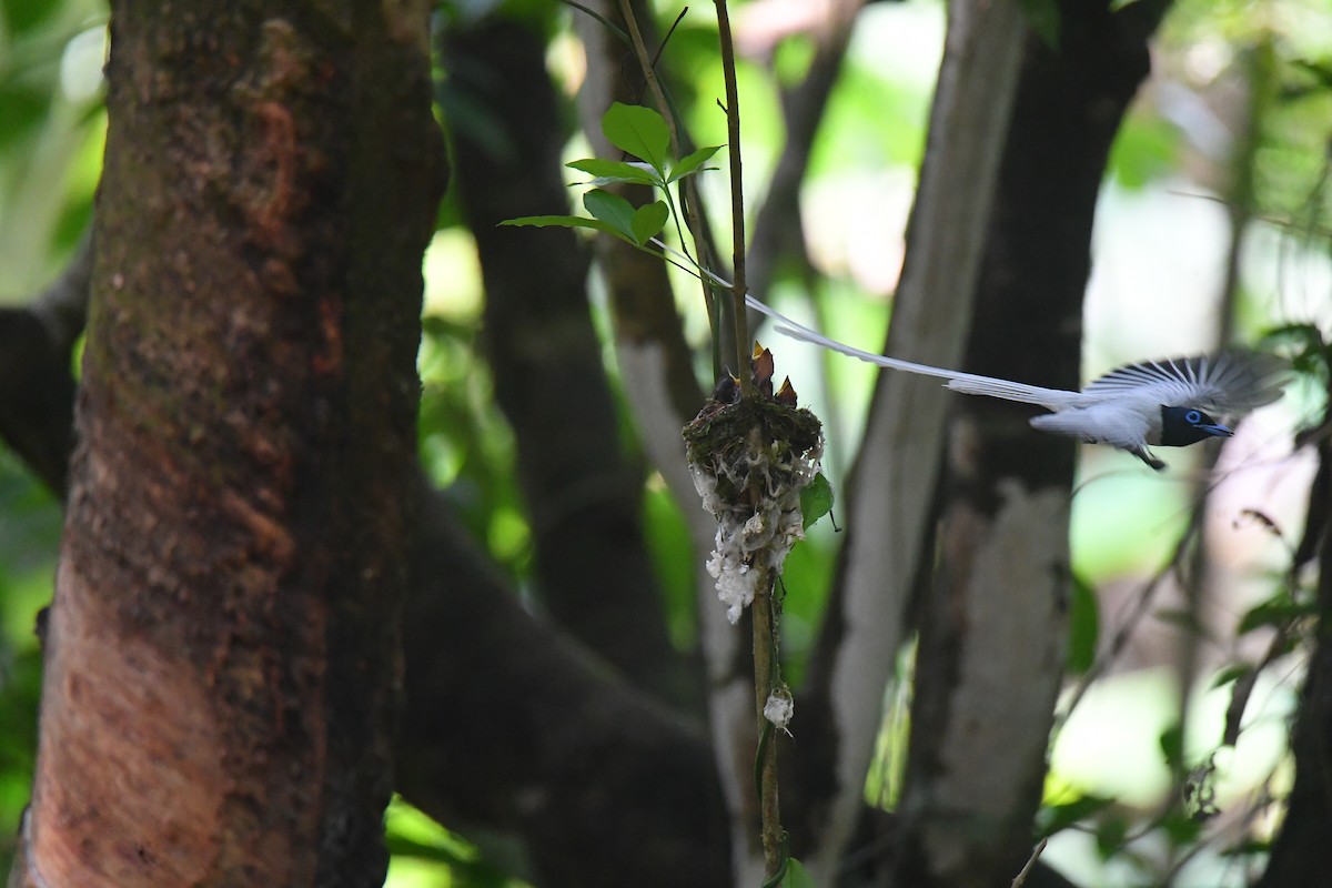 Blyth's Paradise-Flycatcher - Sajee Kongsuwan