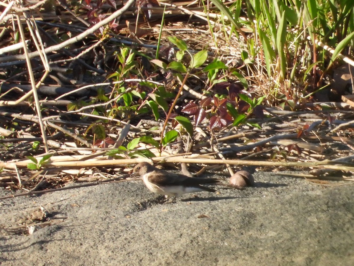 Golondrina Aserrada - ML618639763