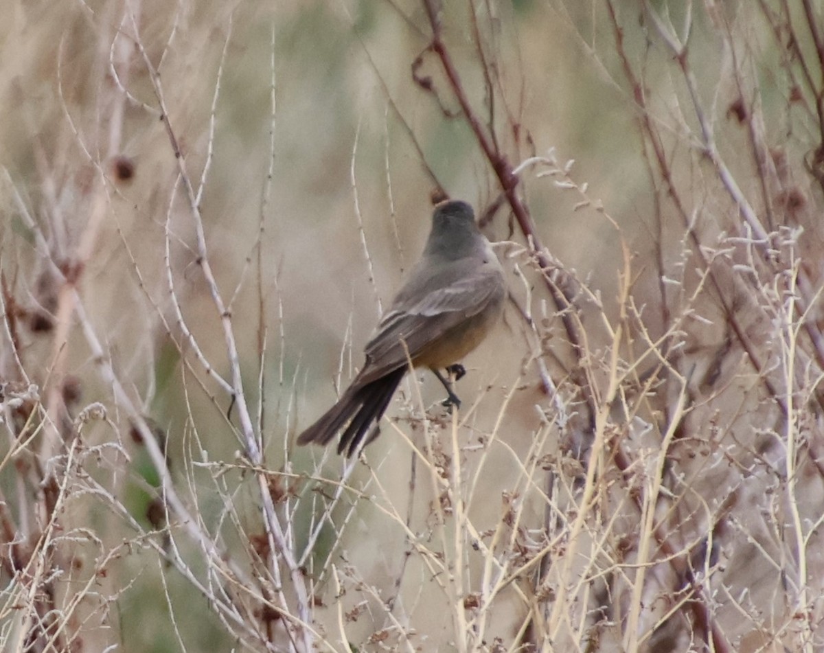 Say's Phoebe - ML618639780