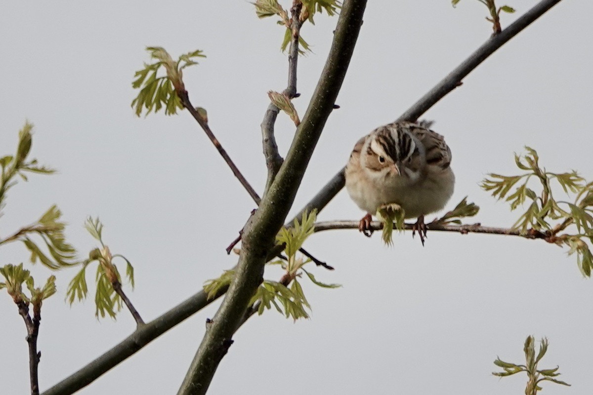 Clay-colored Sparrow - Russ  And Theresa