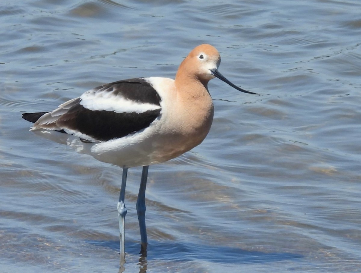 Avocette d'Amérique - ML618639795