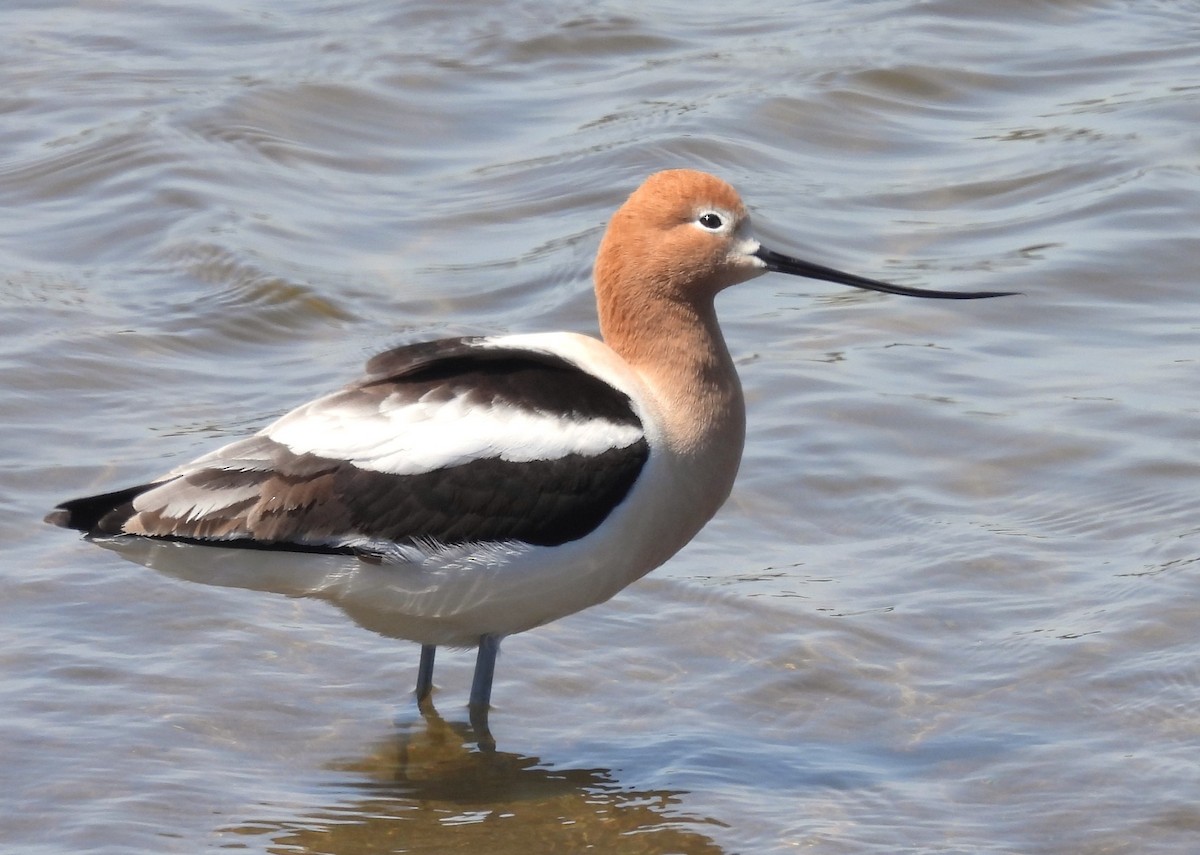 Avocette d'Amérique - ML618639796