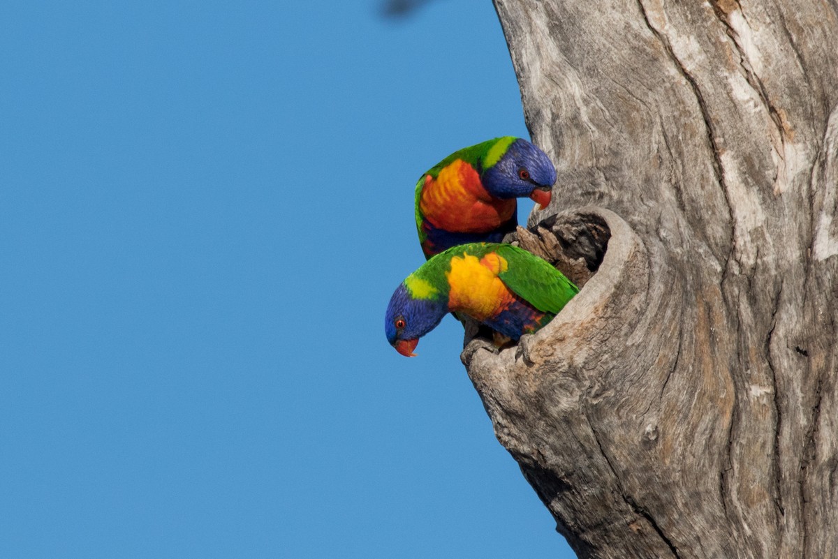 Rainbow Lorikeet - ML61863981