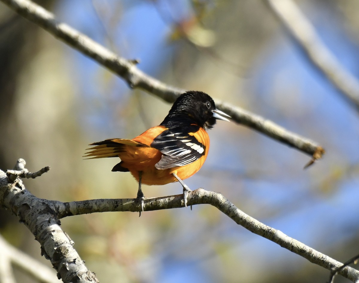 Baltimore Oriole - ML618639834
