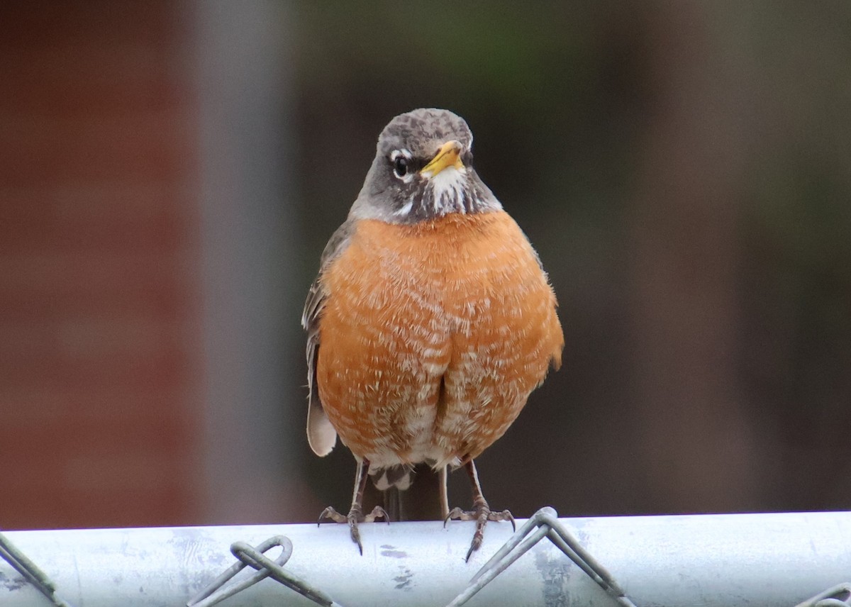 American Robin - ML618639844