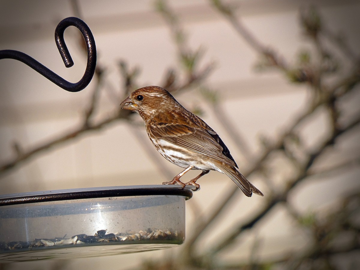 Purple Finch - ML618639850