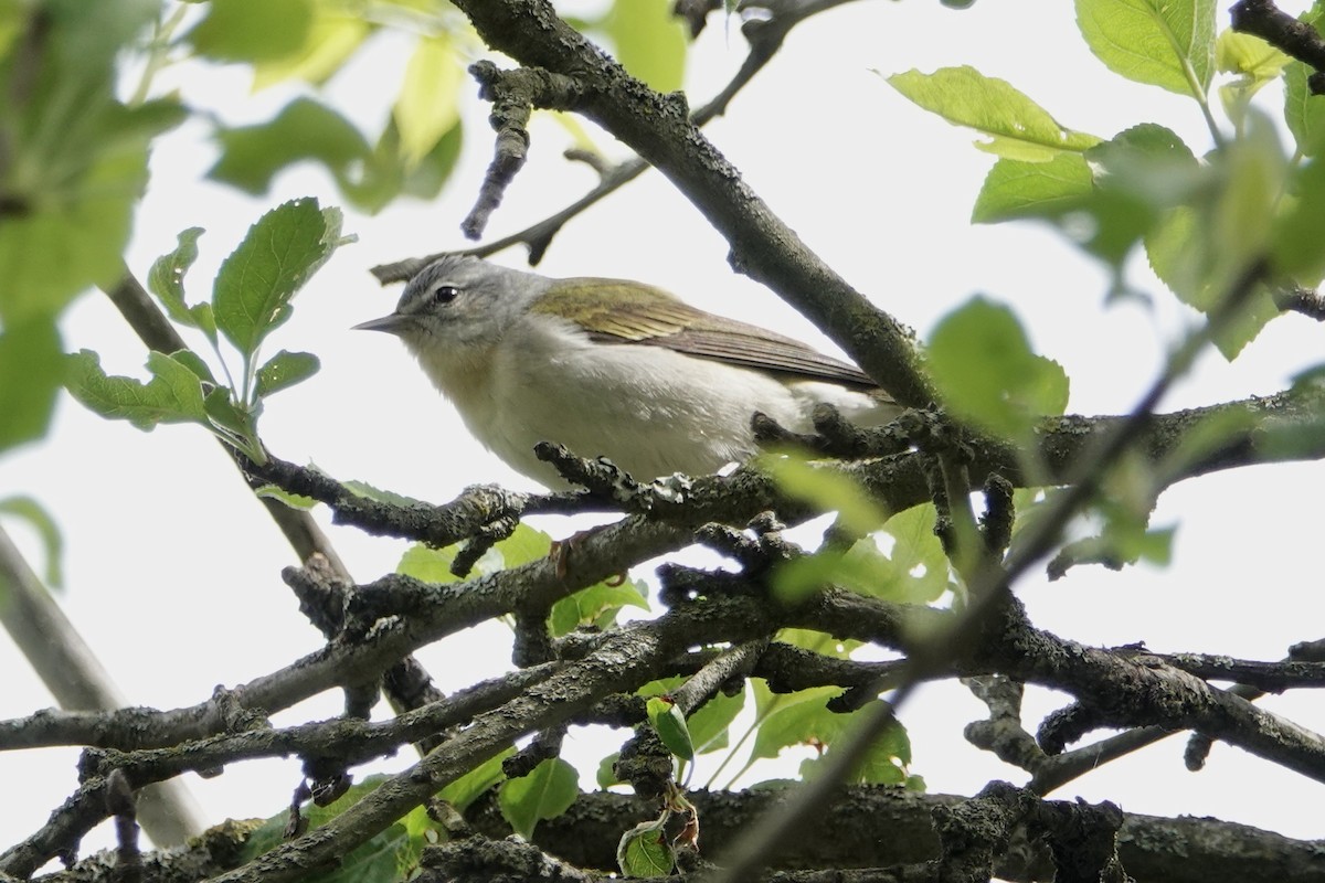 Tennessee Warbler - Russ  And Theresa