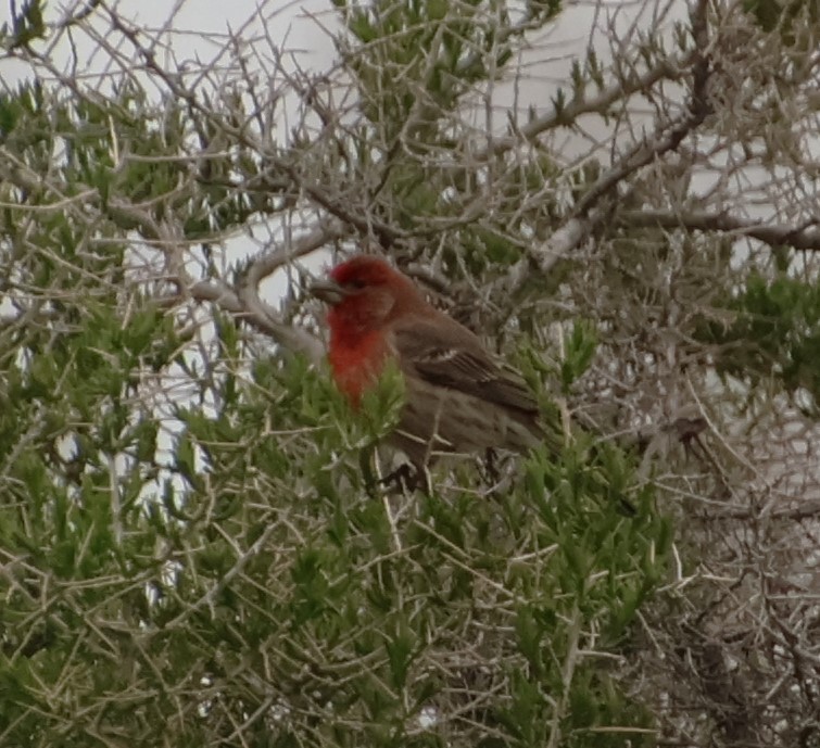 House Finch - ML618639863