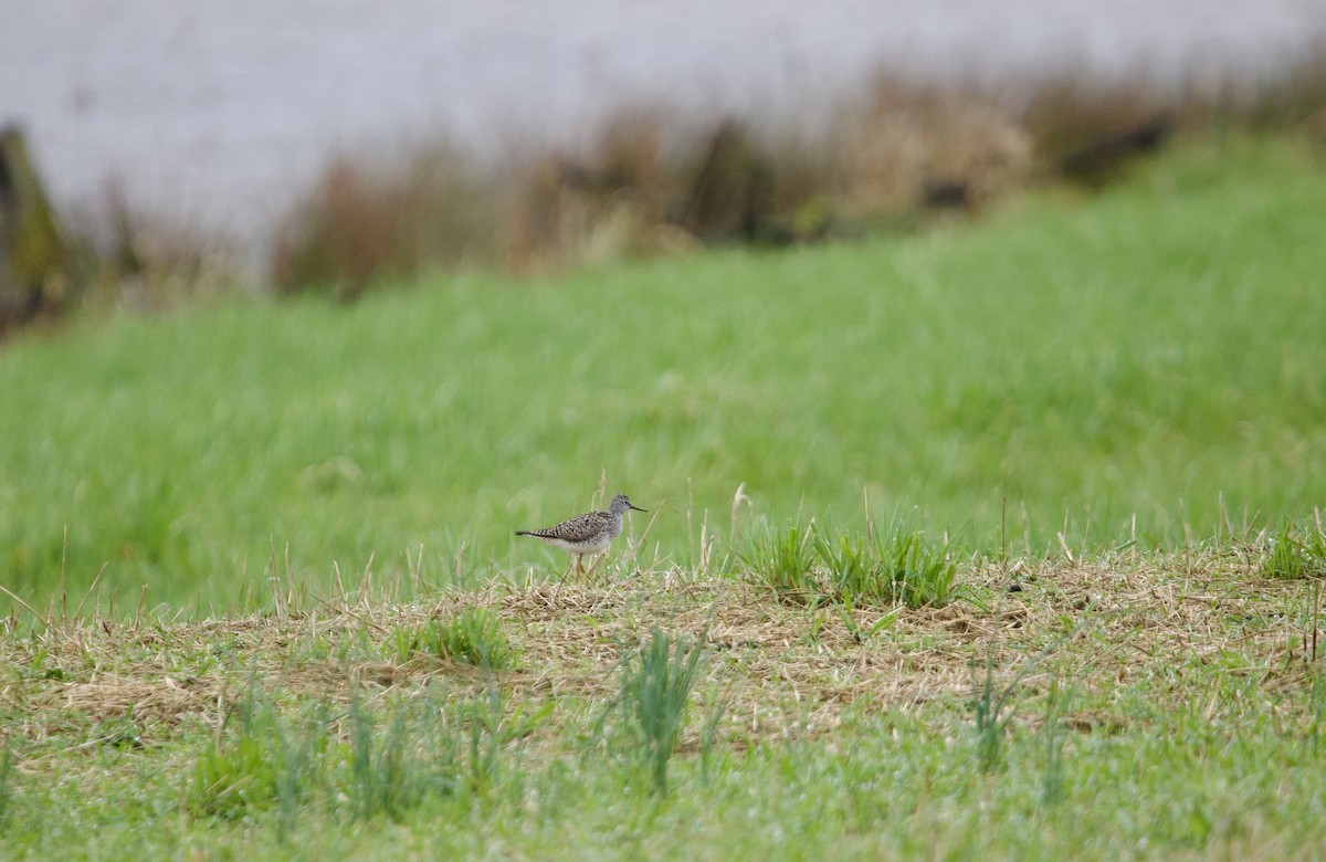 Lesser Yellowlegs - ML618639884