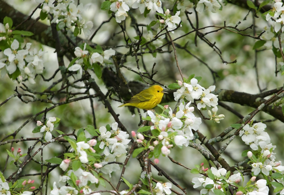 Yellow Warbler - Jeremy Pete