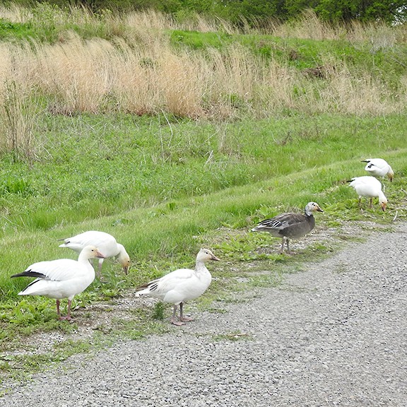 Snow Goose - joy keown