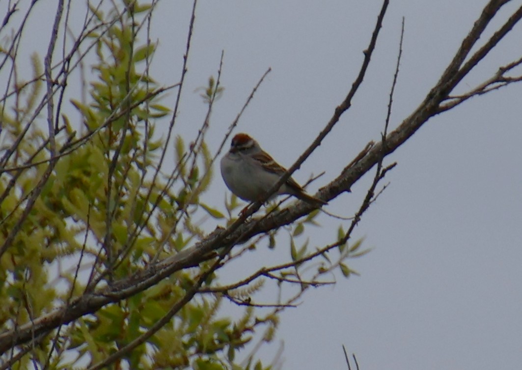 Chipping Sparrow - ML618639940