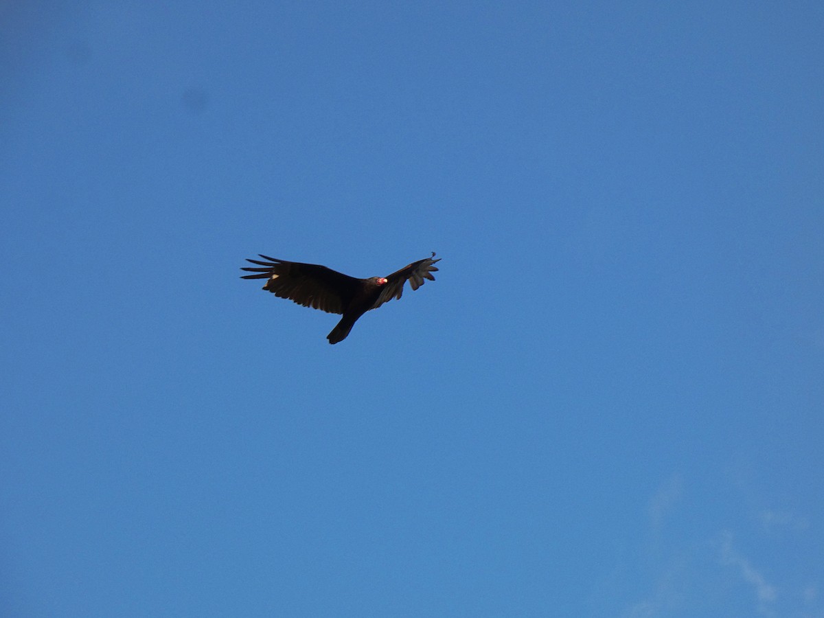 Turkey Vulture - ML618639972