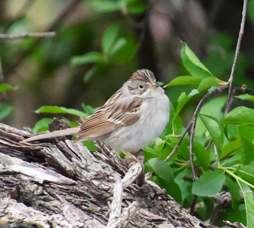 Brewer's Sparrow - ML618639977