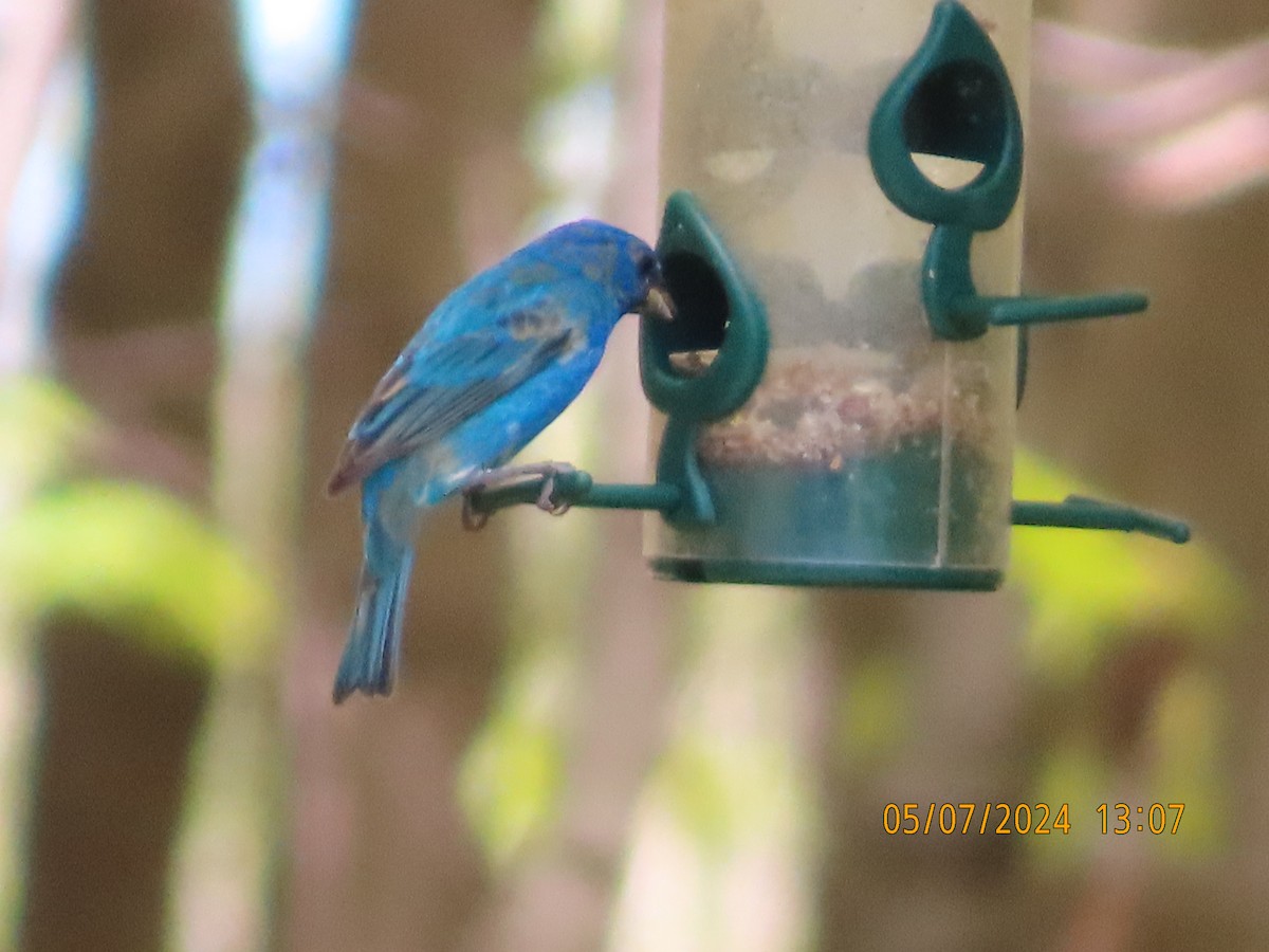Indigo Bunting - ML618639982