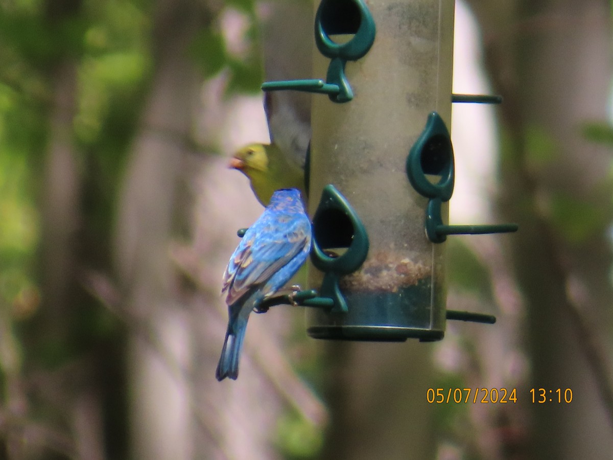 Indigo Bunting - ML618639983
