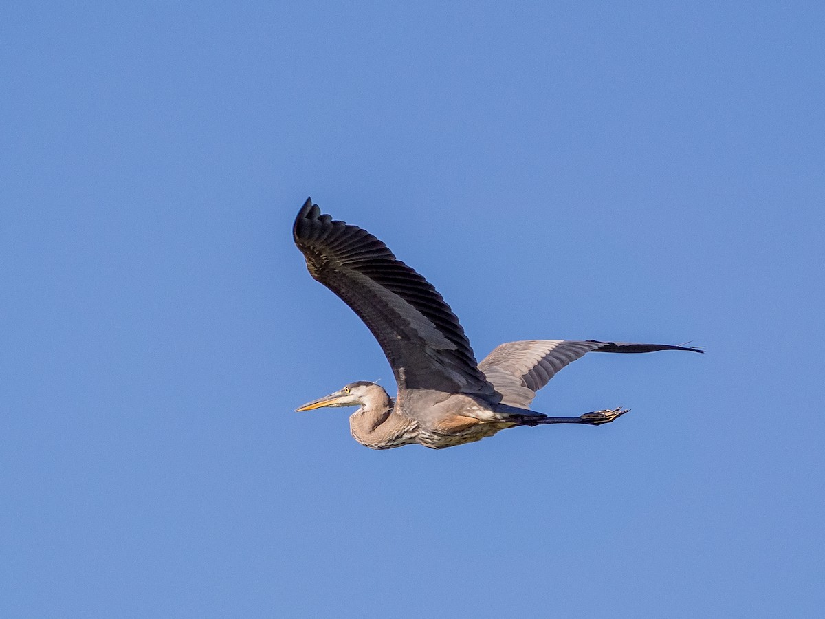 Great Blue Heron - Darrell Lawson