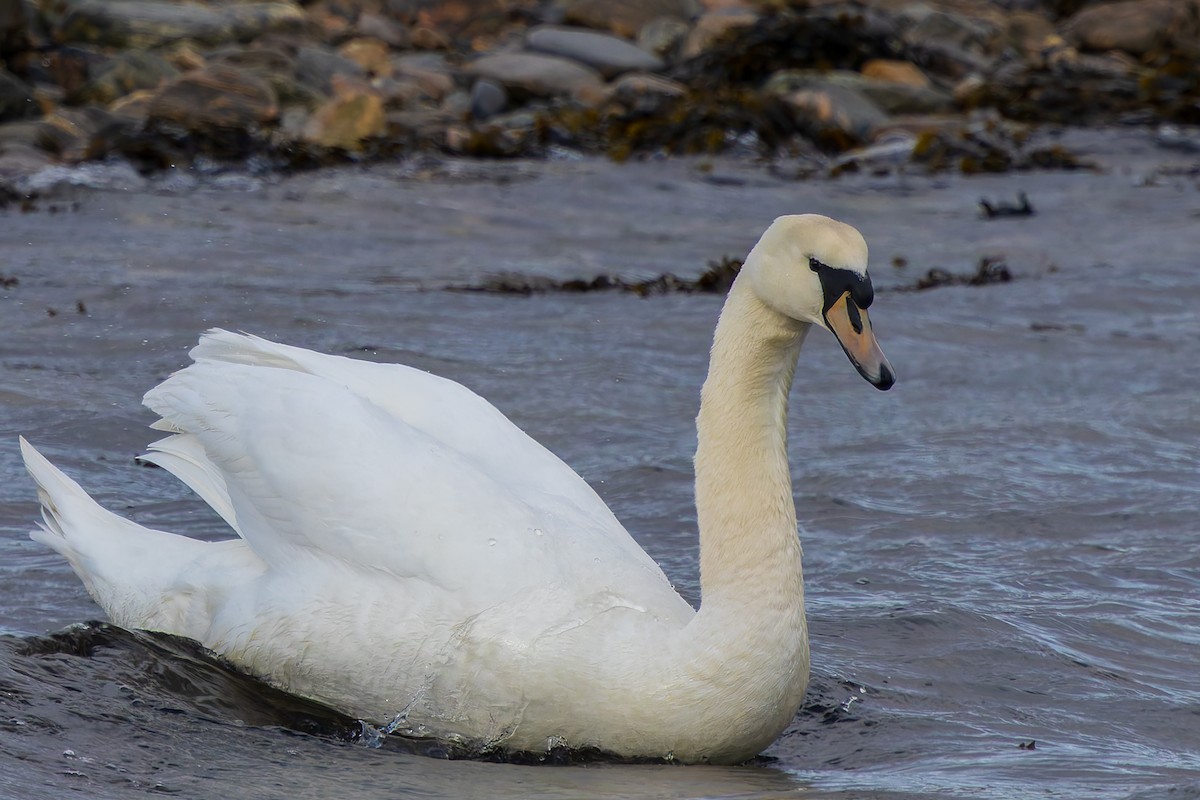 Mute Swan - ML618639990