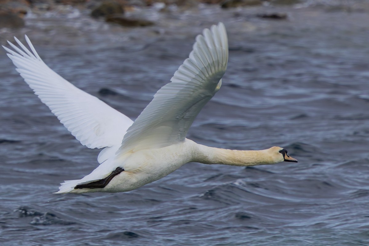 Mute Swan - ML618639991