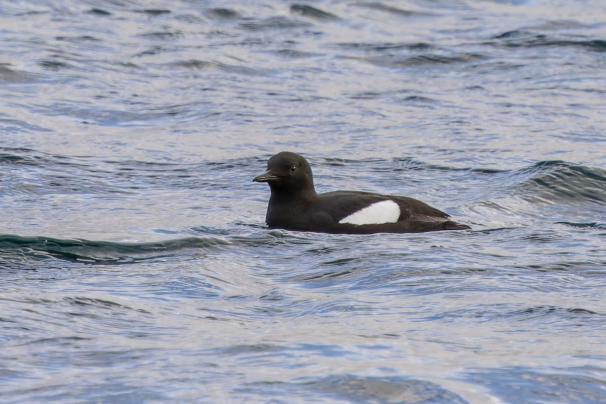 Black Guillemot - ML618640003