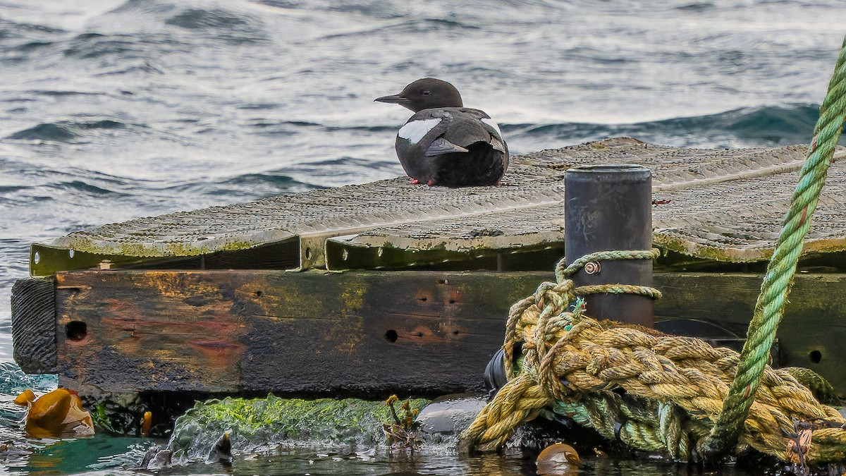 Black Guillemot - ML618640004