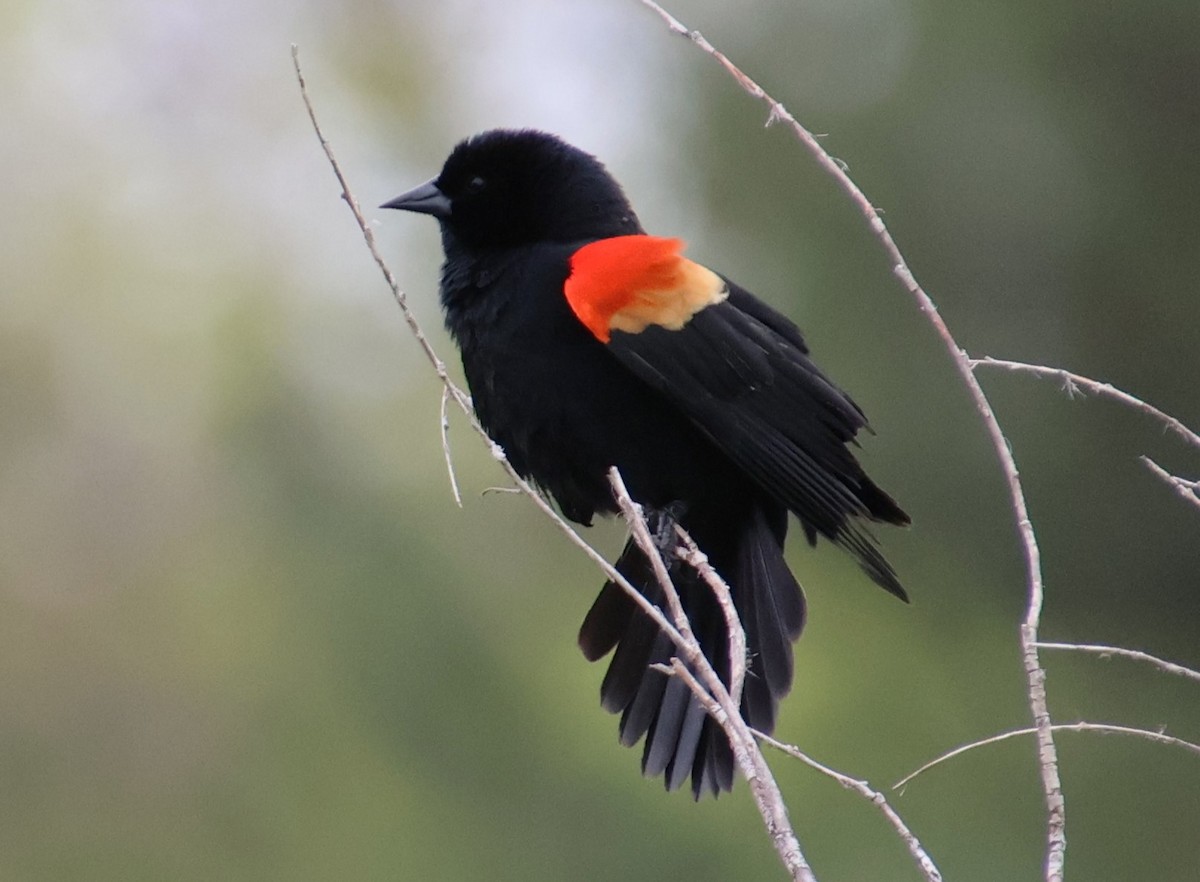 Red-winged Blackbird - ML618640017
