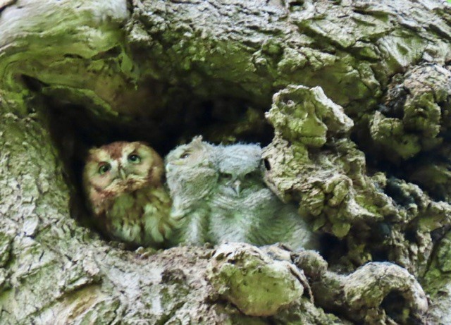 Eastern Screech-Owl - ML618640046