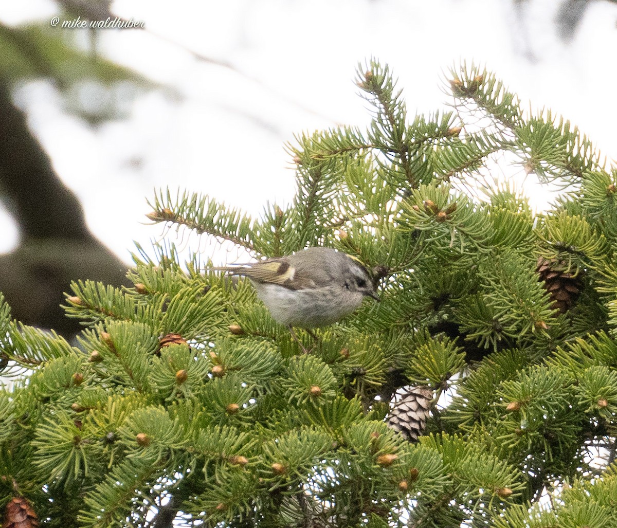 Golden-crowned Kinglet - ML618640050