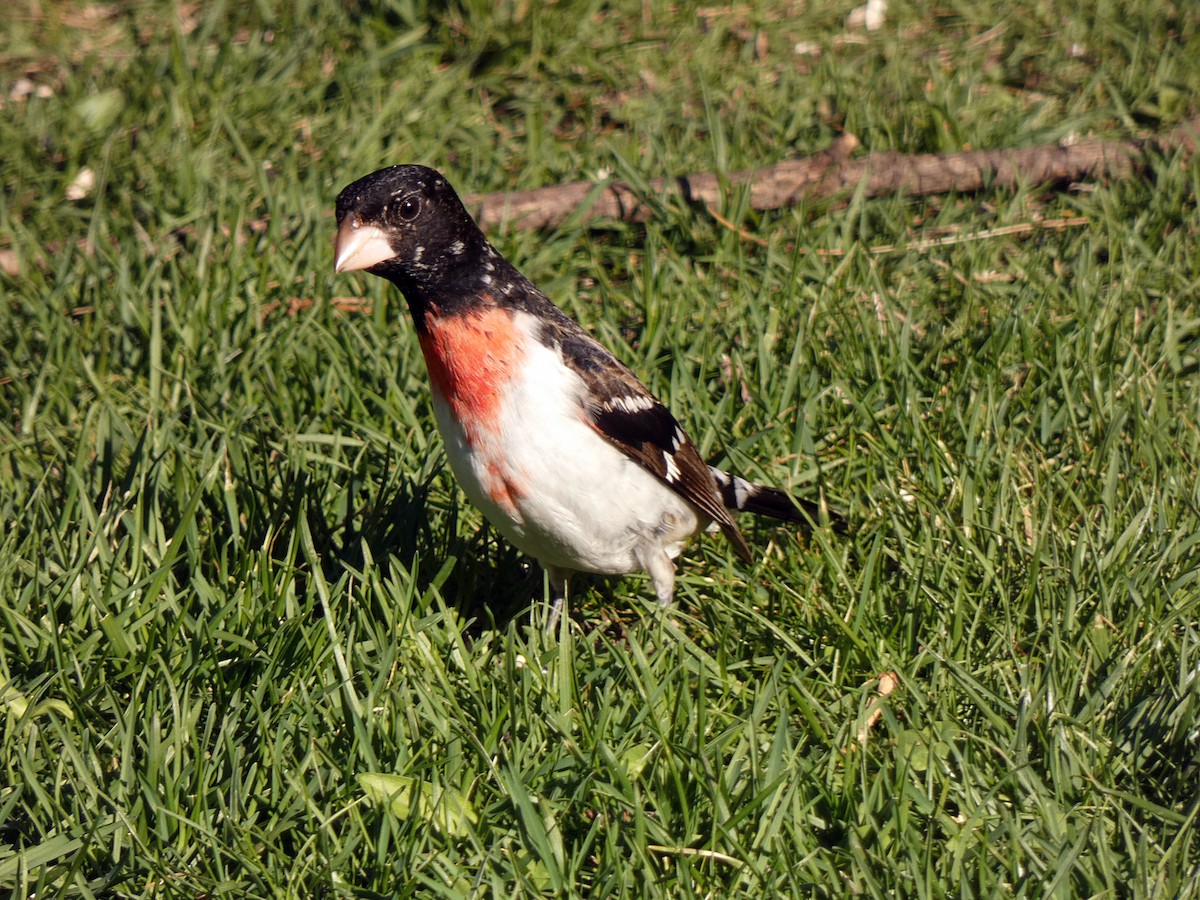 Rose-breasted Grosbeak - ML618640056