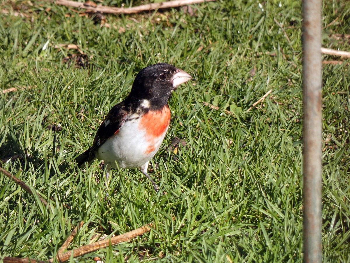 Rose-breasted Grosbeak - ML618640057