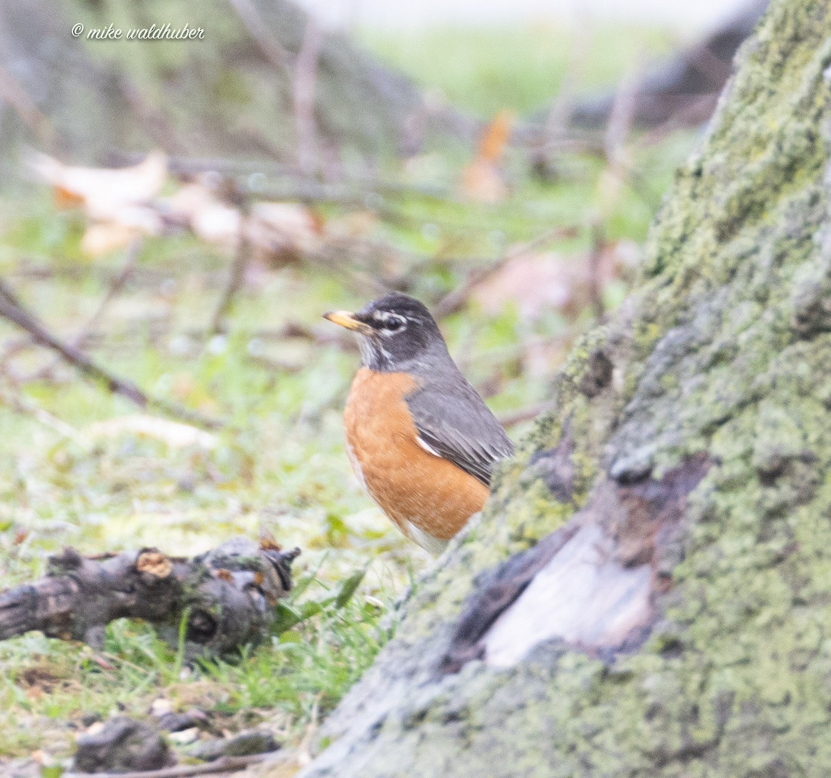 American Robin - ML618640067