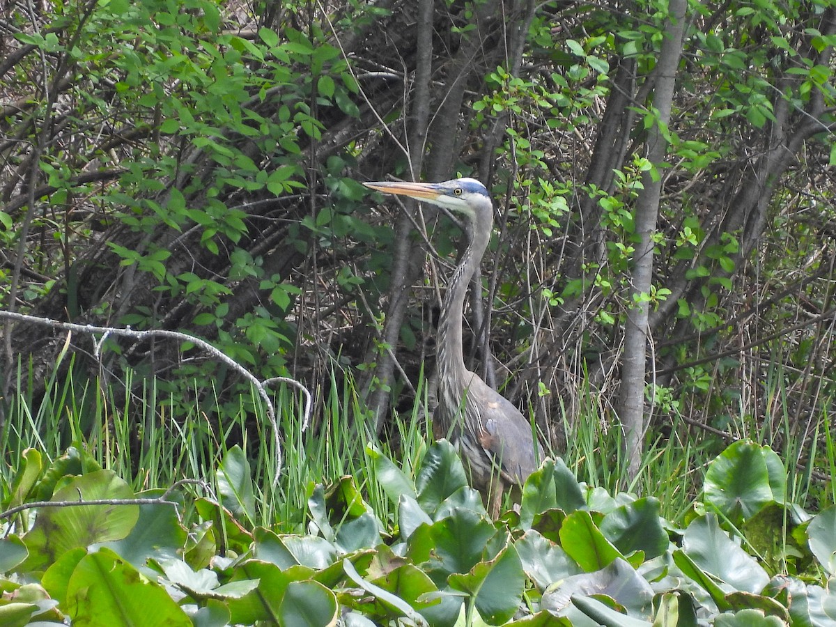 Great Blue Heron - Chase Masters
