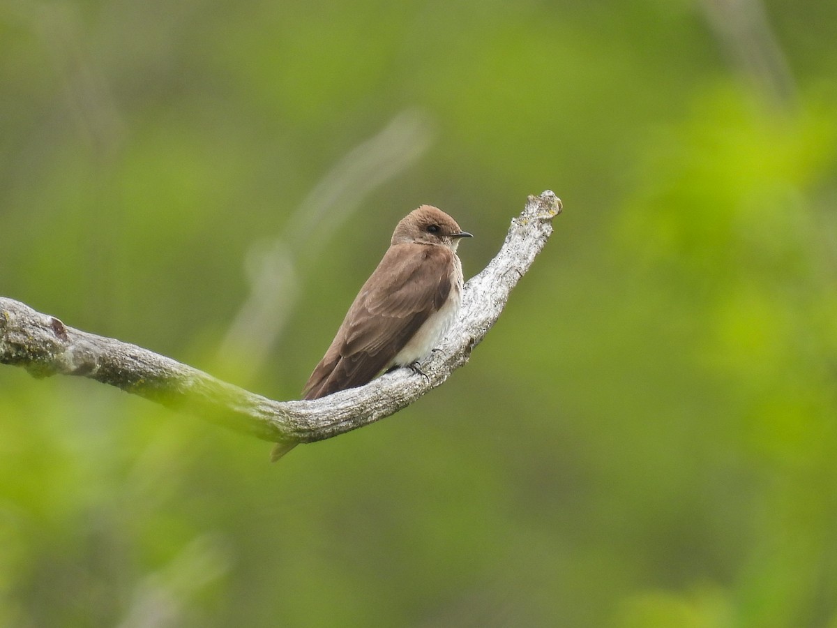 Northern Rough-winged Swallow - ML618640080
