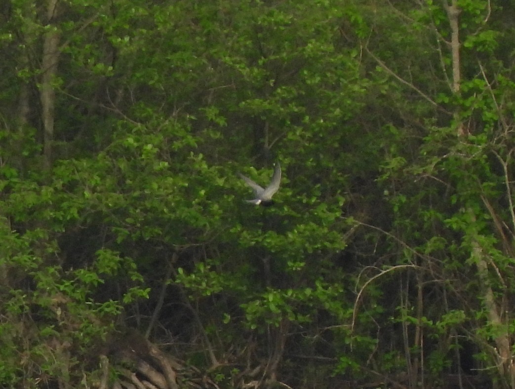 Black Tern - ML618640087