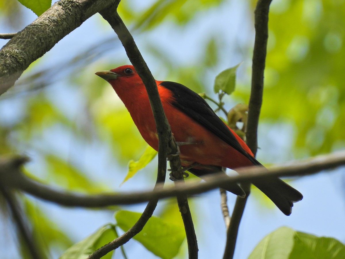 Scarlet Tanager - ML618640096