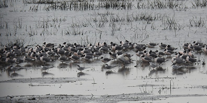 Franklin's Gull - ML618640102