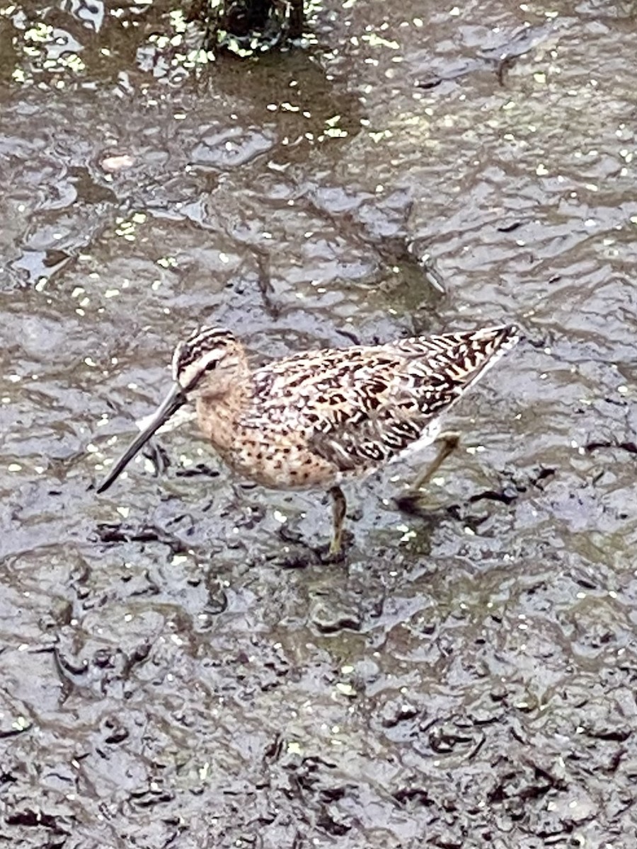 Short-billed Dowitcher - ML618640106