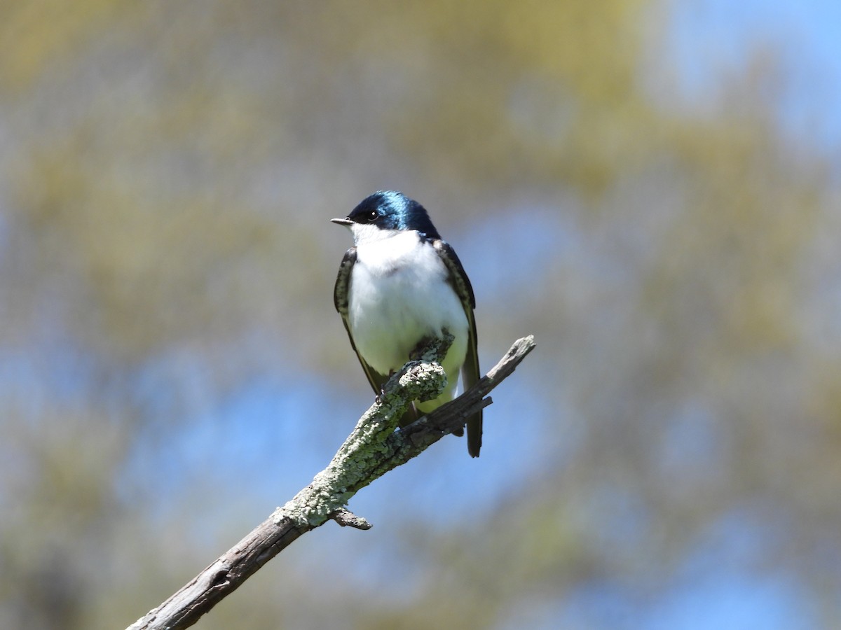 Tree Swallow - Christina G