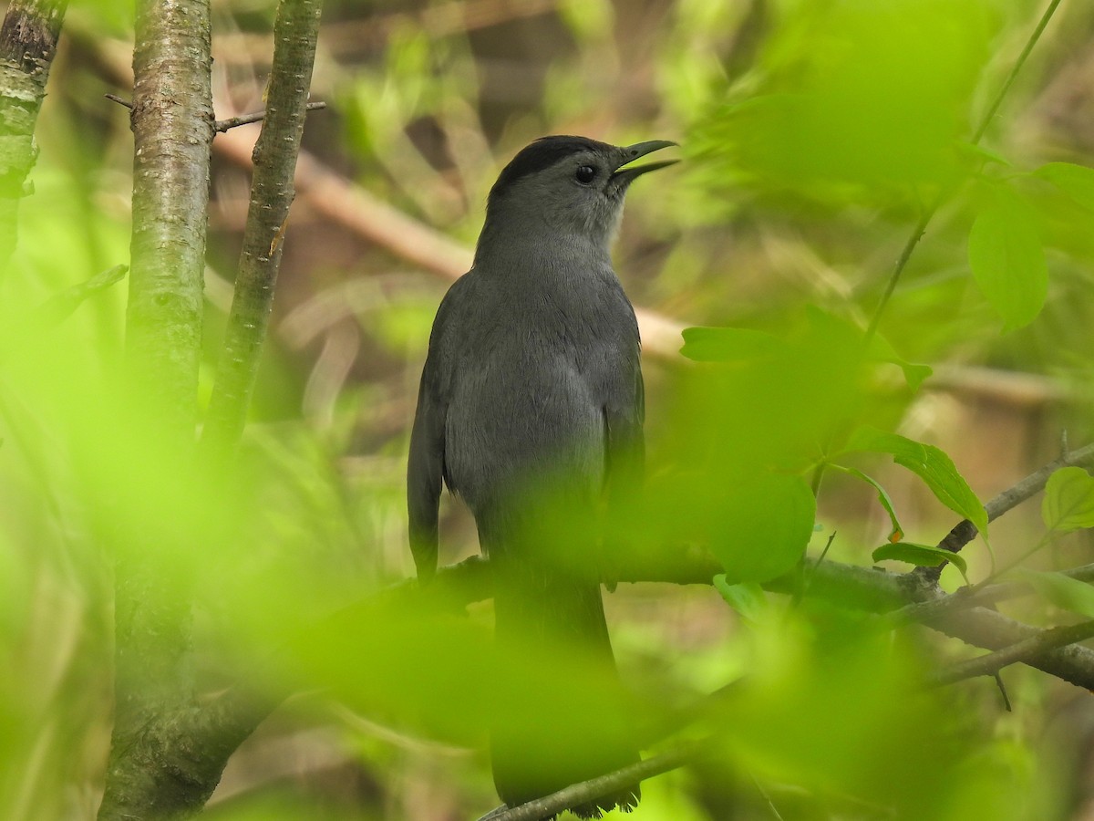 Gray Catbird - ML618640108