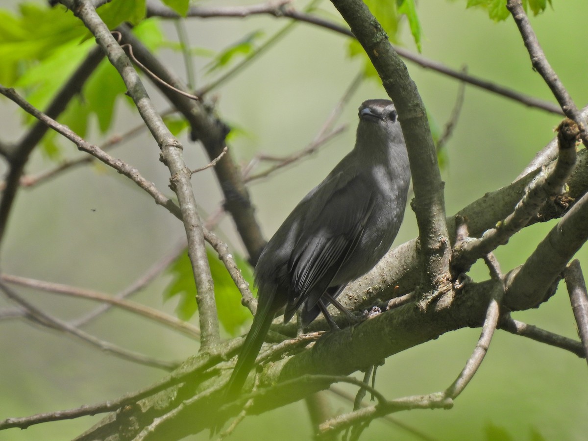 Gray Catbird - ML618640109