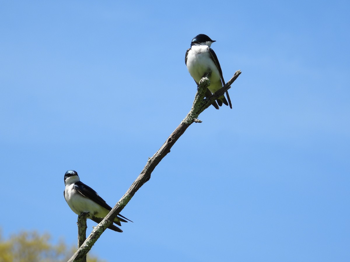 Tree Swallow - Christina G