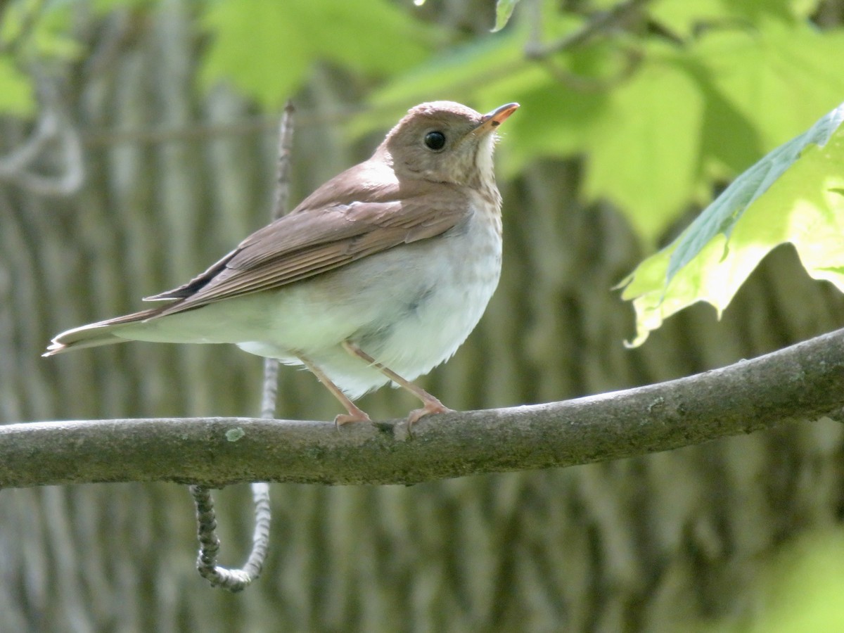 Veery - Christine Cote