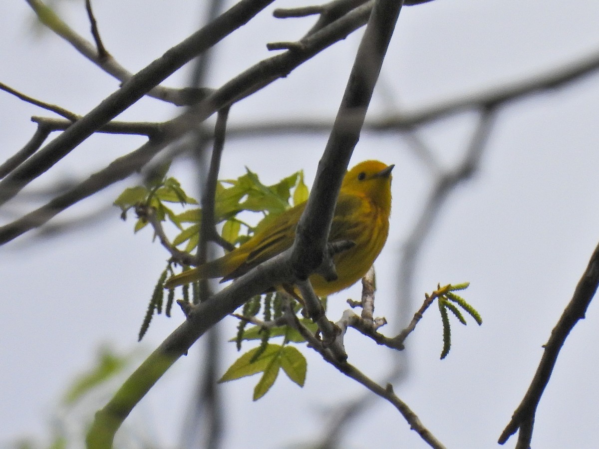 Yellow Warbler - ML618640113