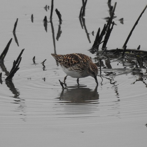 Least Sandpiper - joy keown