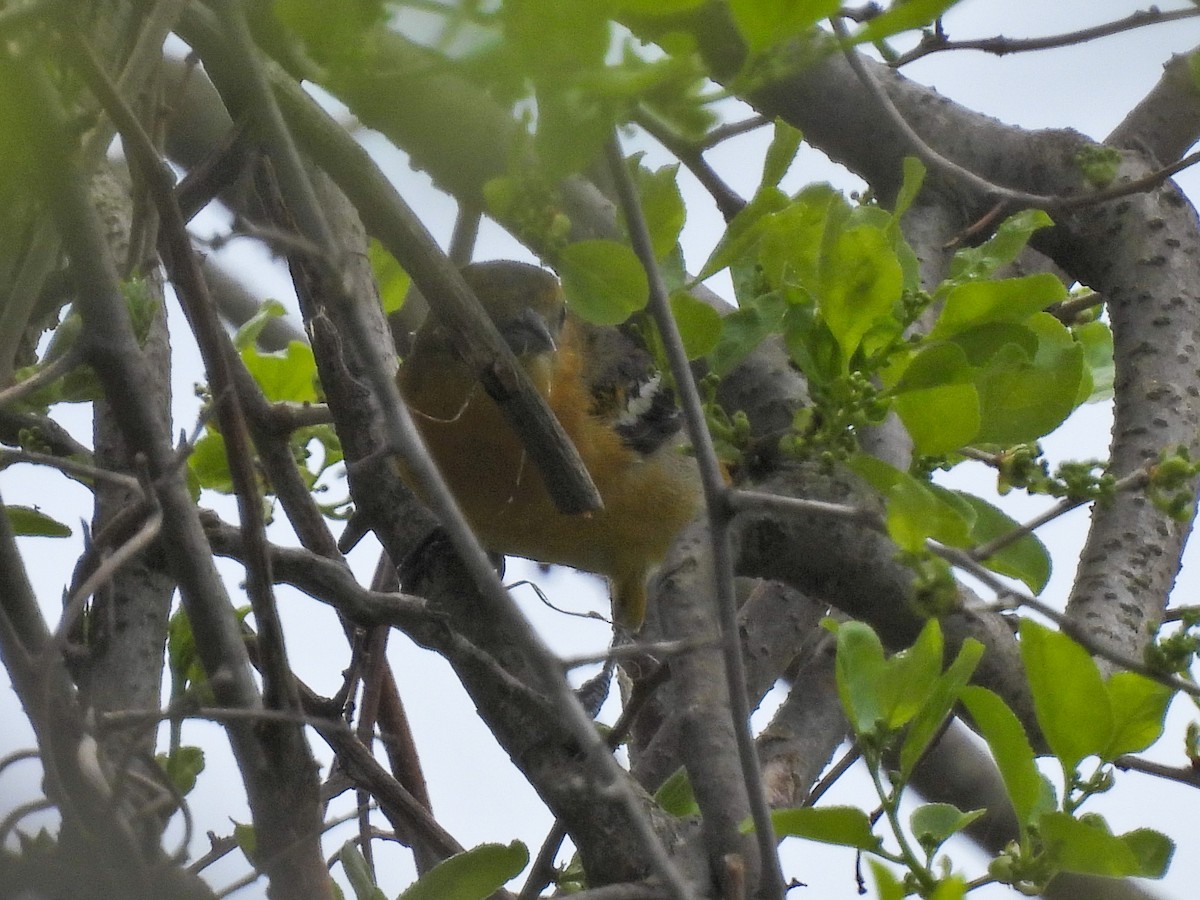 Baltimore Oriole - ML618640129